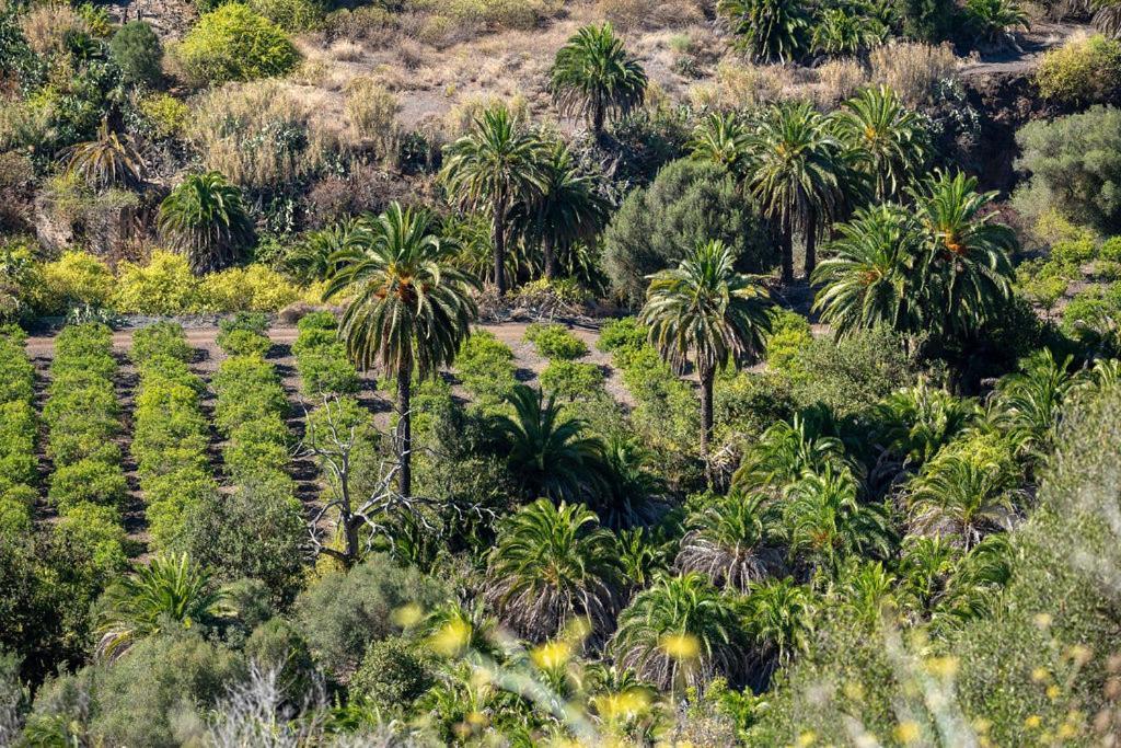 Cosy Bungalow Green Oasis Maspalomas  Exterior foto